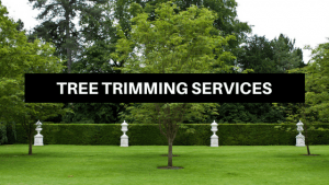 tree trimming service 